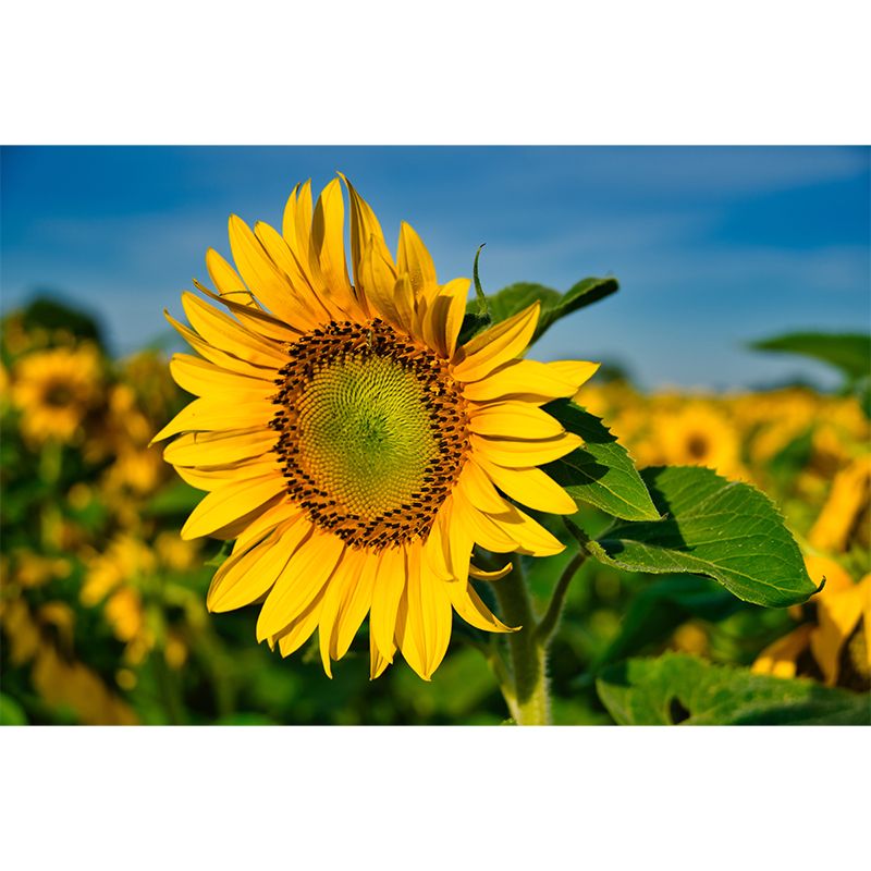 Yellow Sunflower Simple Mural for Bedroom Water Resistant, Made to Measure