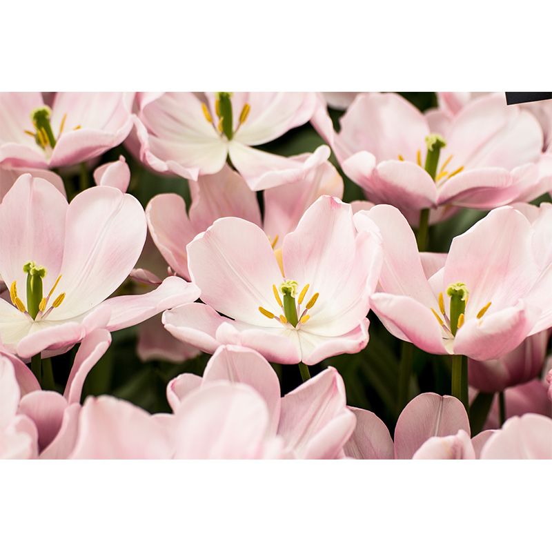 Photography Stain Resistant Wall Mural Wallpaper Beautiful Flowers Sitting Room Wall Mural