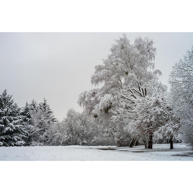 Contemporary Mountain Snow Forest Mural Horizontal Photography Living Room Wall Mural