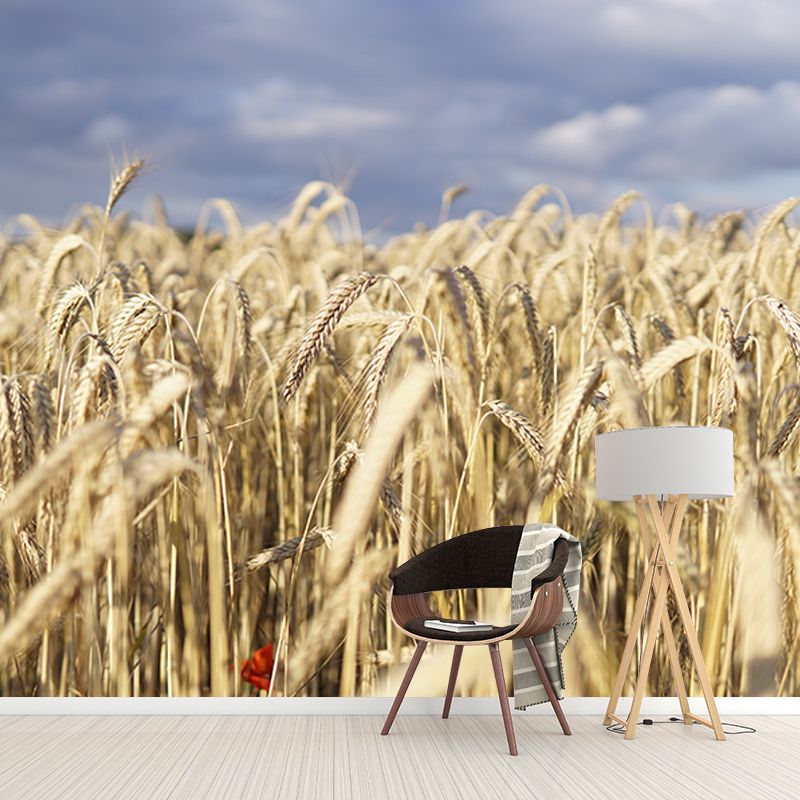 Wheat Field Photography Wall Mural Wallpaper Sitting Room Wall Mural