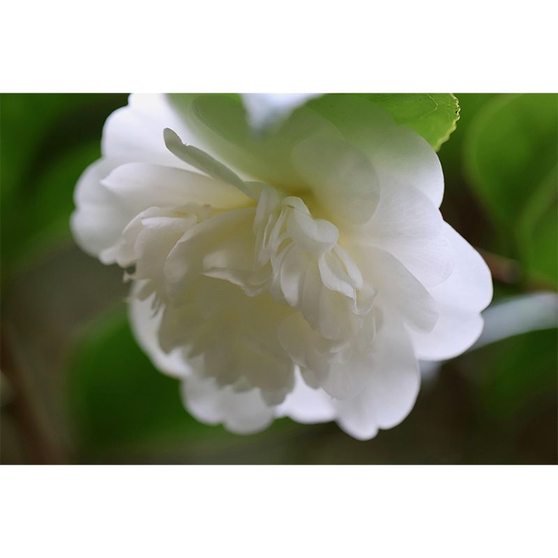 Customized Blooming Camellia Mural Wallpaper Contemporary for Guest Room