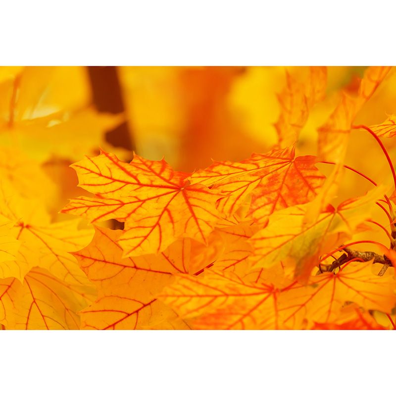 Leaves Wall Decals Living Room Bedroom TV Wall Decor ,Customized Size Available