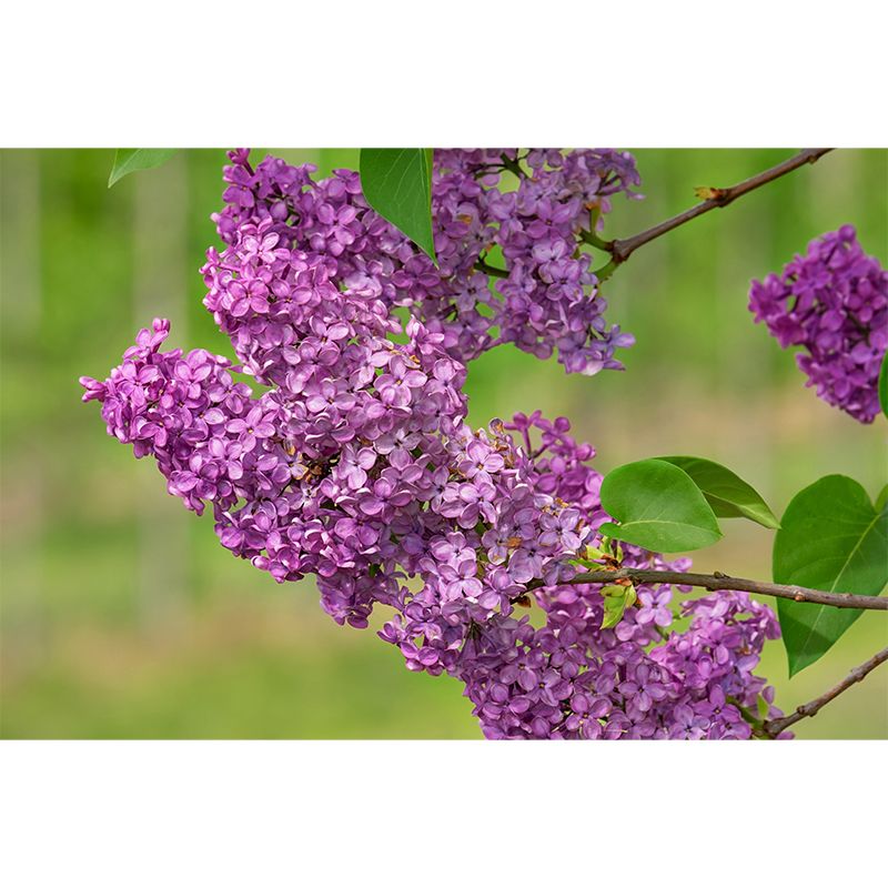 Customized Blooming Lilac Mural Wallpaper Contemporary for Guest Room Decor