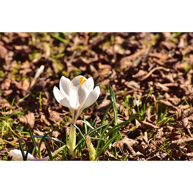 Blooming Saffron Environment Friendly Mural Wall Covering for Sleeping Room