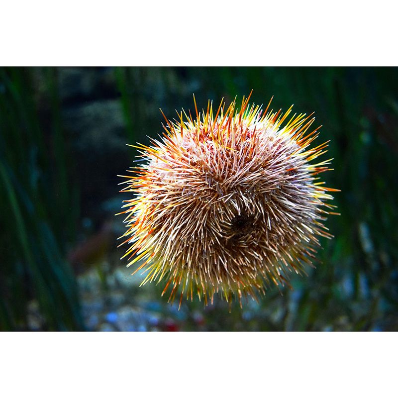 Sea Urchin Contemporary Mural Decal Sitting Room Moisture Resistant Wall Decor