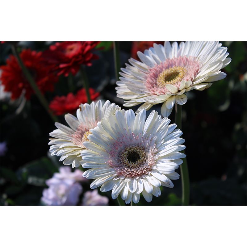 Beautiful Chrysanthemum Flowers Wall Decor for Bedroom Living Room,Custom Size Available