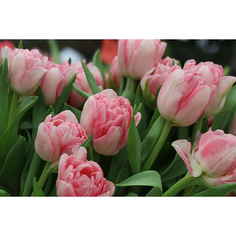 Blossom Tulip Mural Decal Stain Resistant Modern Girls Bedroom Wall Covering