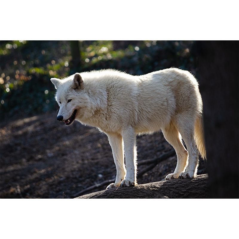 Wolf Animal Mural Wallpaper for Living Room Bedroom, Custom Size Available