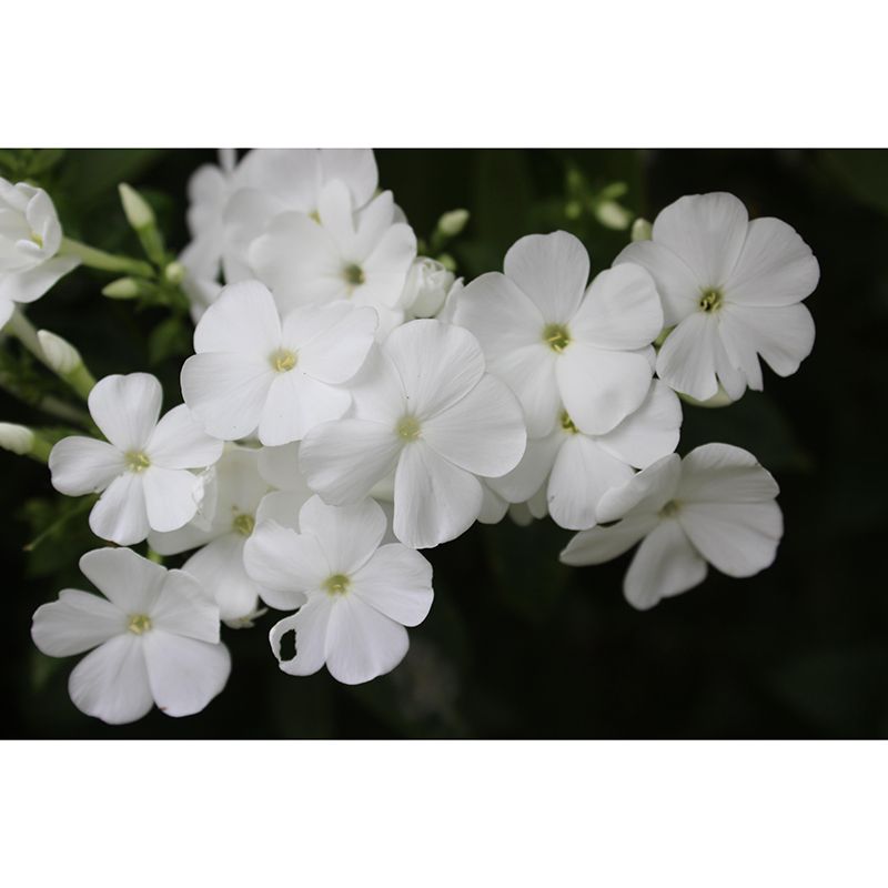 Customized Phlox Flower Wall Mural Horizontal Photography for Sleeping Room