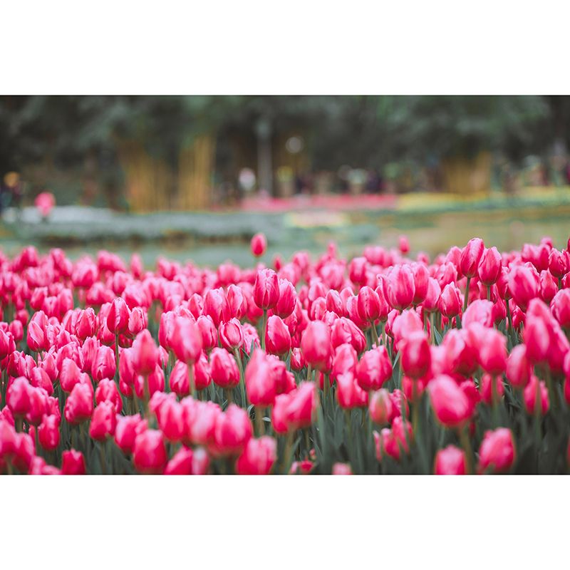 Photography Environment Friendly Mural Wallpaper Flower Field Bedroom Wall Mural