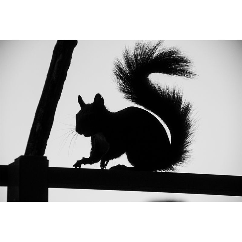 Modern Style Illustration Mural Wallpaper Animal Indoor Wall Mural
