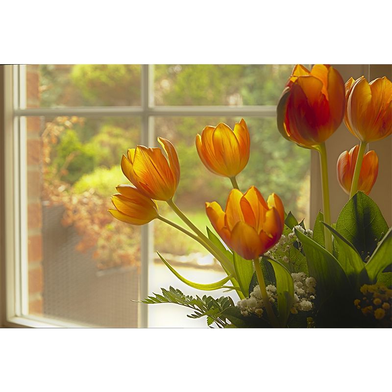 Zachte kleurentulpprint muurschildering hedendaagse fotografie kunst aan de muur voor huisdecoratie
