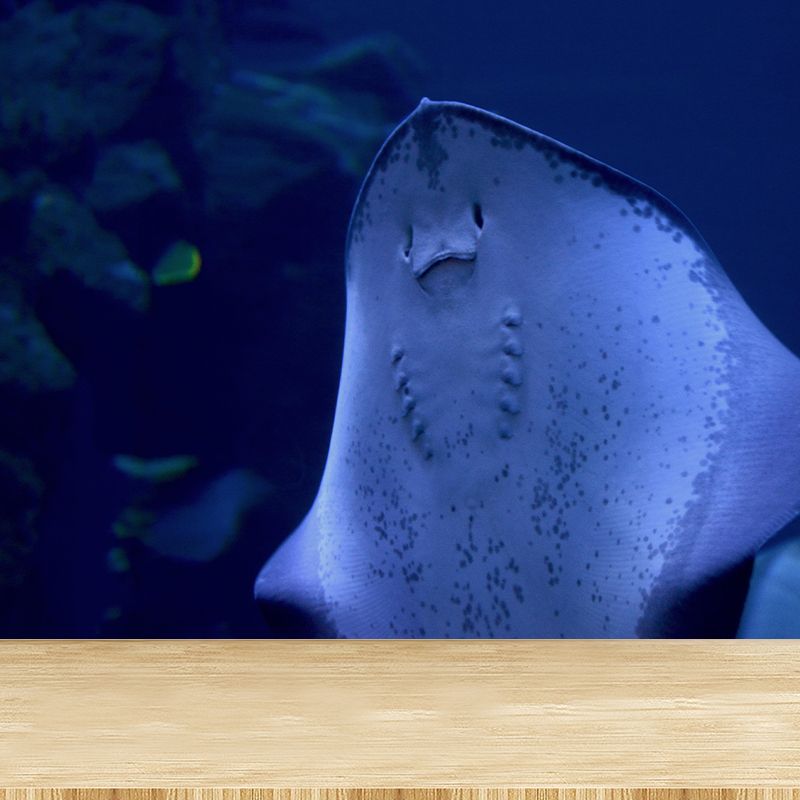 Photography Wall Mural Fish Patterned Living Room Wall Mural