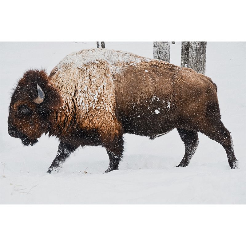 Bison Animal Contemporary Wall Art Personalized Size Mural Wallpaper for Sitting Room