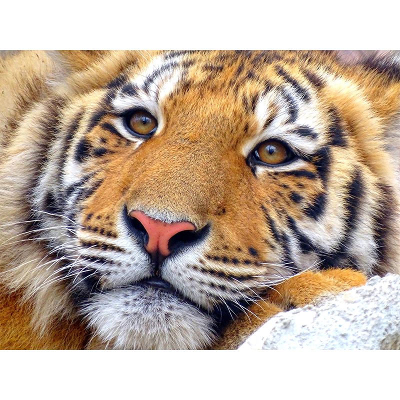 Photography Wild Animal Tiger Mural Wallpaper Environment Friendly for Living Room