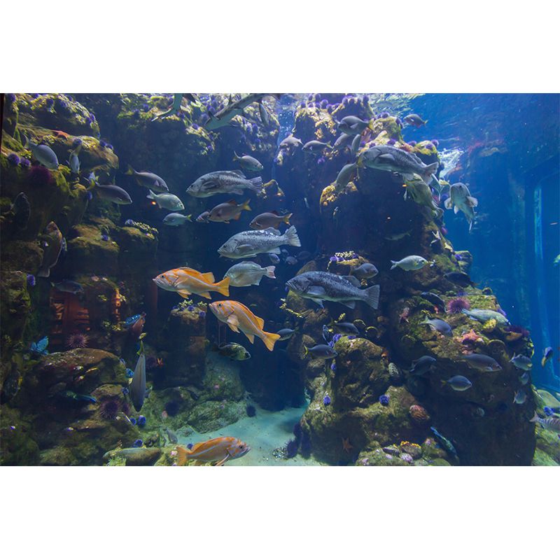 Fashionable Wall Mural Fish Patterned Sitting Room Wall Mural