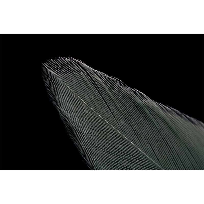 Feather Mural Wallpaper Minimalist Home Decor for Sleeping Room, Stain-Resistant