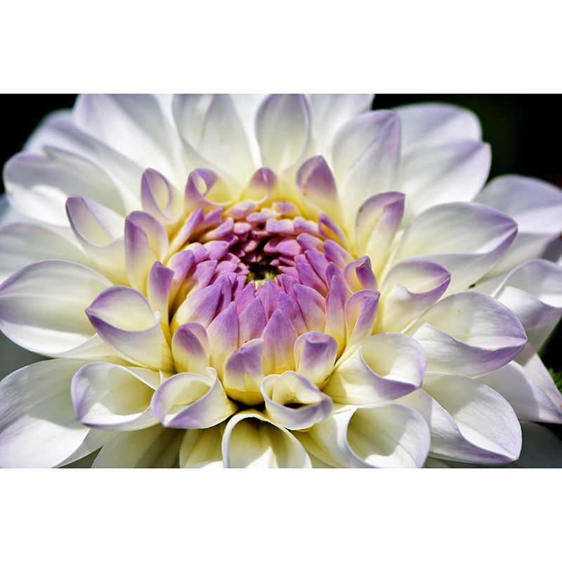 Dahlia Mural Wallpaper Wall Covering Mildew Resistant for Sleeping Room