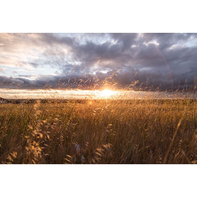 Photography Stain Resistant Mural Wallpaper Wheat Field Sleeping Room Wall Mural