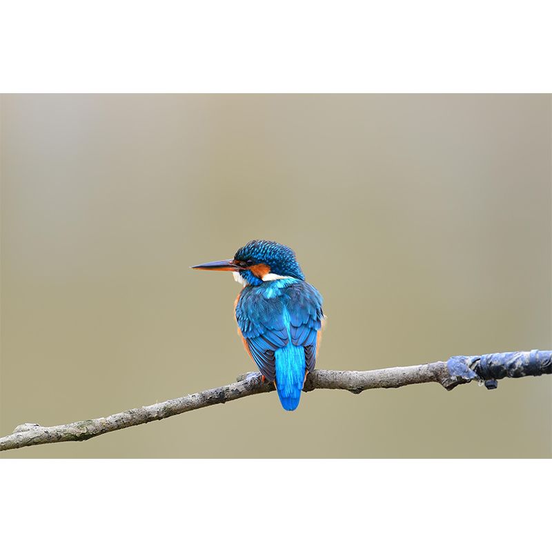 Lovely Bird Wall Mural Wallpaper Mildew Resistant Wall Covering for Decoration