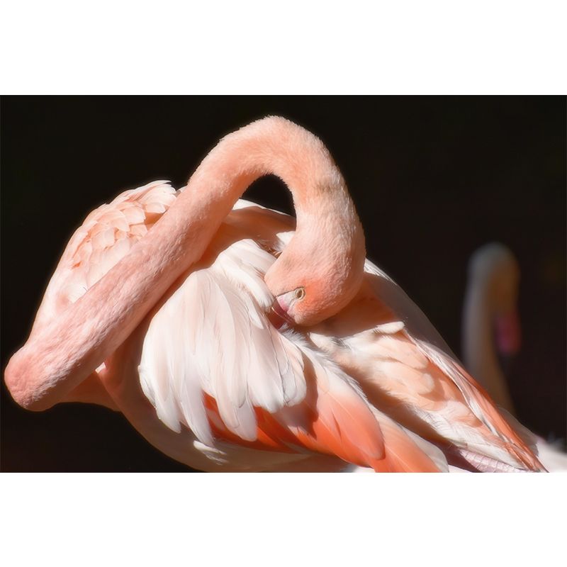 Photography Flamingo Mural Wall Decor Mildew Resistant Wall Mural for Decoration