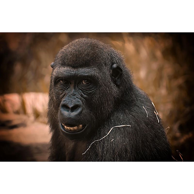 Customized Gorilla Mural Stain Resistant Soft Color Wall Art for Bedroom