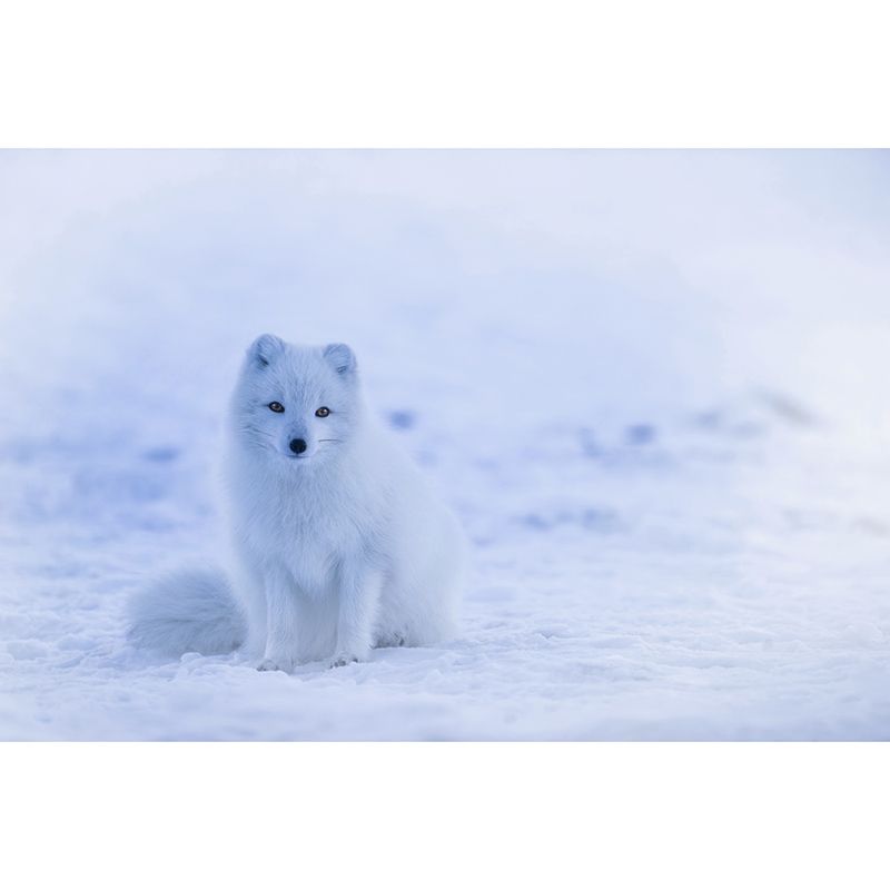 Washable Photography Mural Wallpaper Animals Indoor Wall Mural