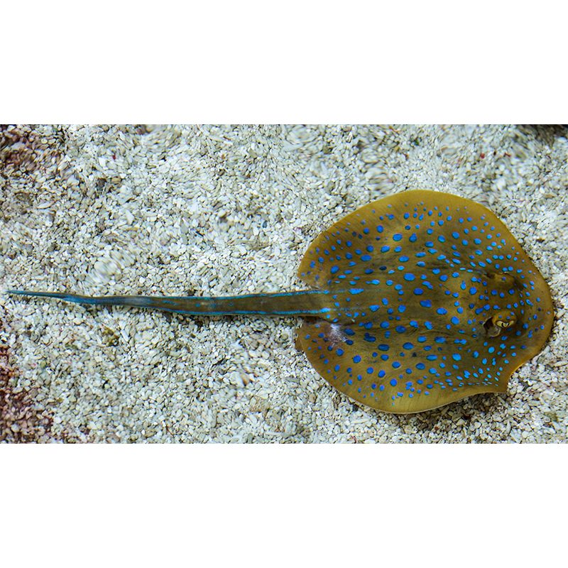 Fashionable Wall Mural Fish Patterned Living Room Wall Mural