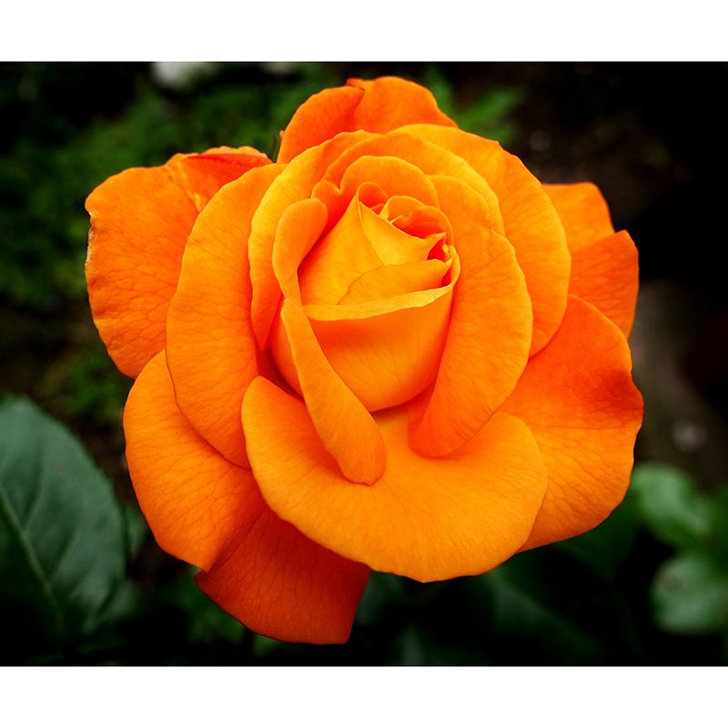 Roses Modern Style Mural Wallpaper Environment Friendly Bedroom Wall Mural