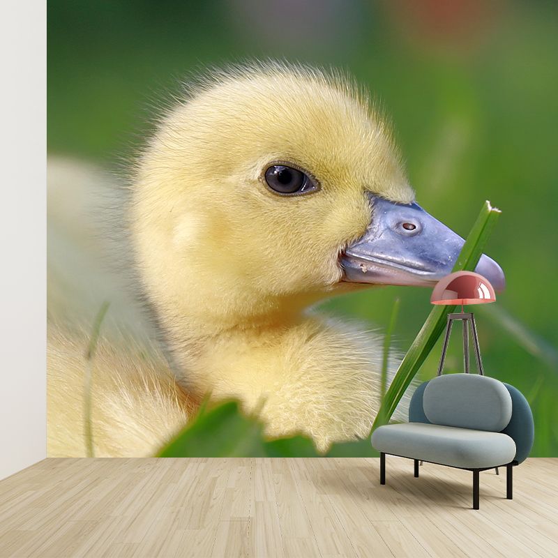 Photography Animal Duck Mural Wallpaper Environment Friendly for Living Room