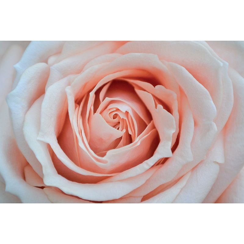 Environmental Photography Mural Wallpaper Elegant Rose Indoor Wall Mural