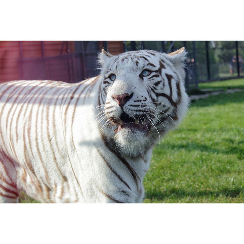 Tiger Jungle Animal Mural Decal Modern Mildew Resistant for Sitting Room