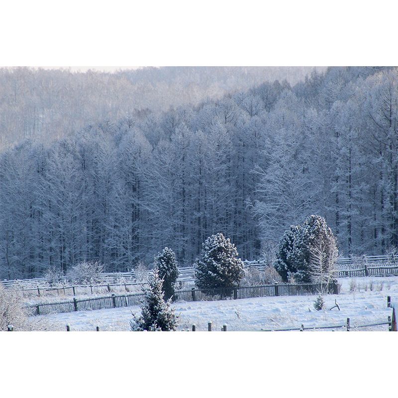 Photography Forest Landscapes Mural Eco-friendly Wallpaper for Room