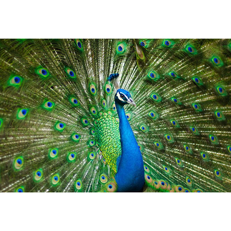 Large Peacock Mural Decal for Living Room Moisture Resistant, Made to Measure