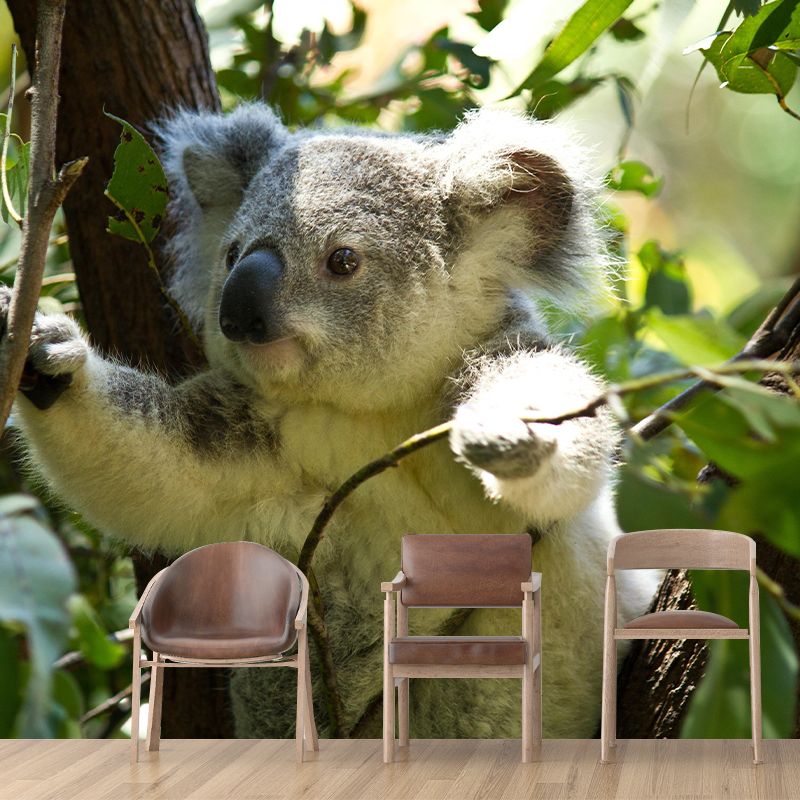 Customized Koala Wall Mural Contemporary Photography for Bedroom Living Room