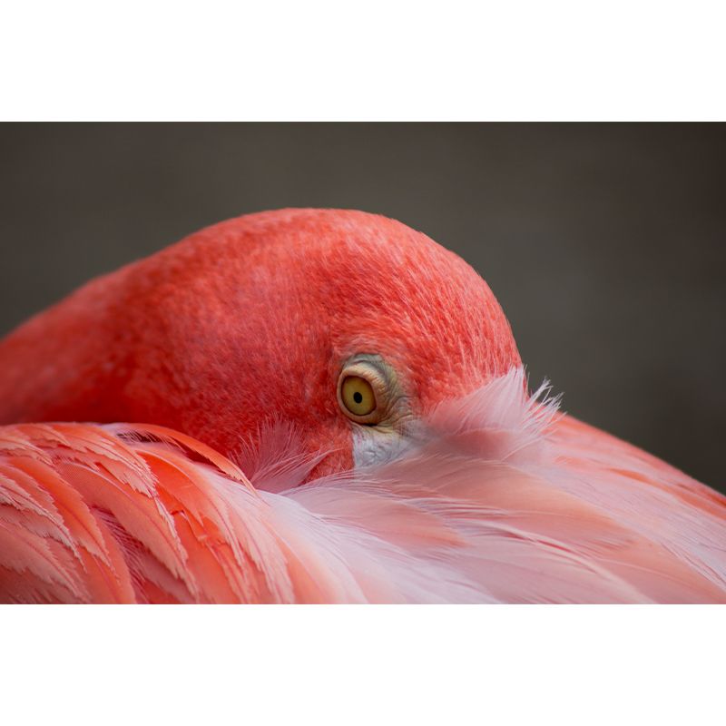 Tropical Flamingo Wall Mural Customized Waterproofing Wall Covering for Living Room