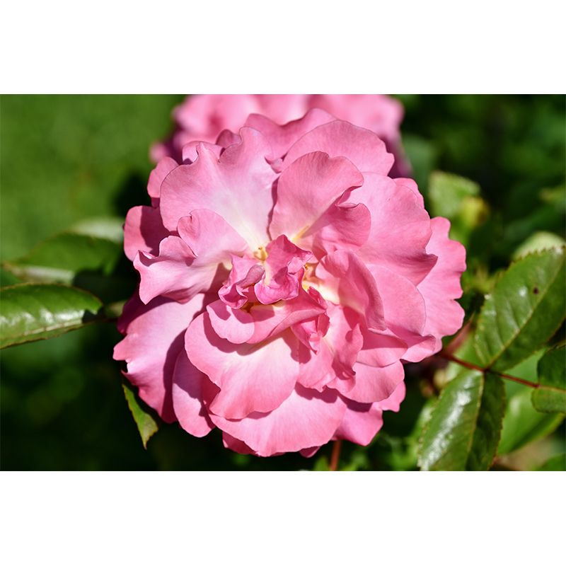 Beautiful Flower Mural Wallpaper Gust Room Decorative Wall Art, Personalized Size Available