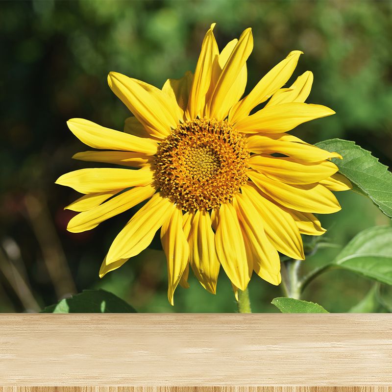 Beautiful Sunflower Mural Wallpaper Custom-Made Wall Covering for Girl Room