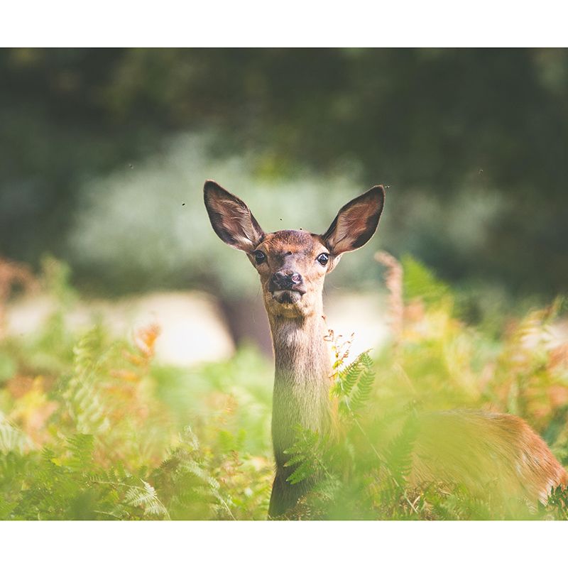 Natural Scene Wall Decor Wild Animal Mural Horizontal Photography Sleeping Room Wall Mural