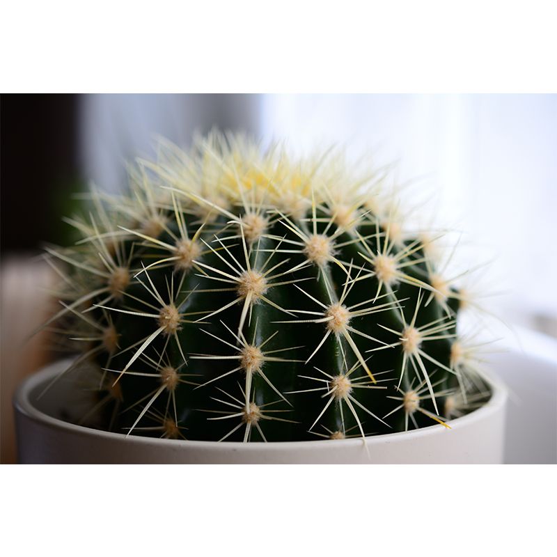 Vivid Green Plants Home Decor Murals Paper Decoration for Bedroom Living Room