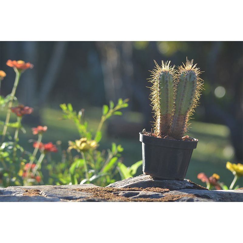 Nature Green Plants Wall Mural Personalized Size Coffee Shop Bathroom Decoration