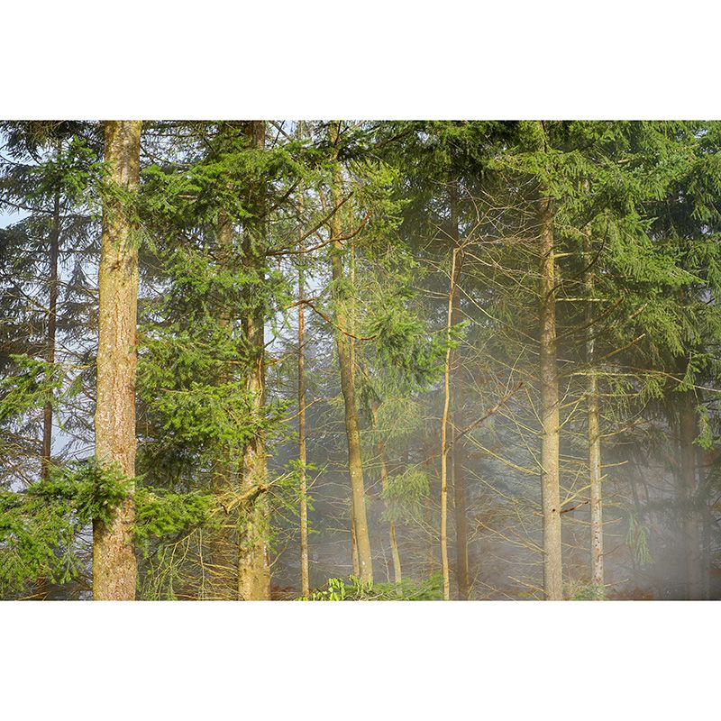 Natural Decorative Green Forest Wall Mural Sitting Room Gust Room Wall Covering