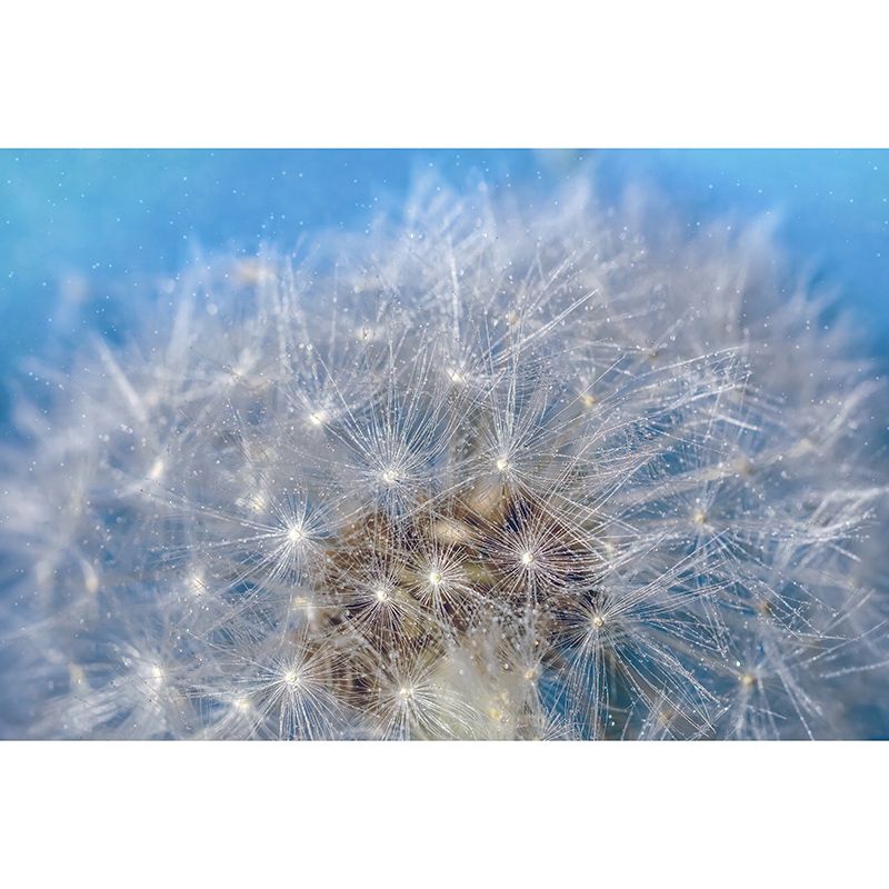 Modernism Living Room Mural Wallpaper Dandelion Interior Decoration, Waterproofing