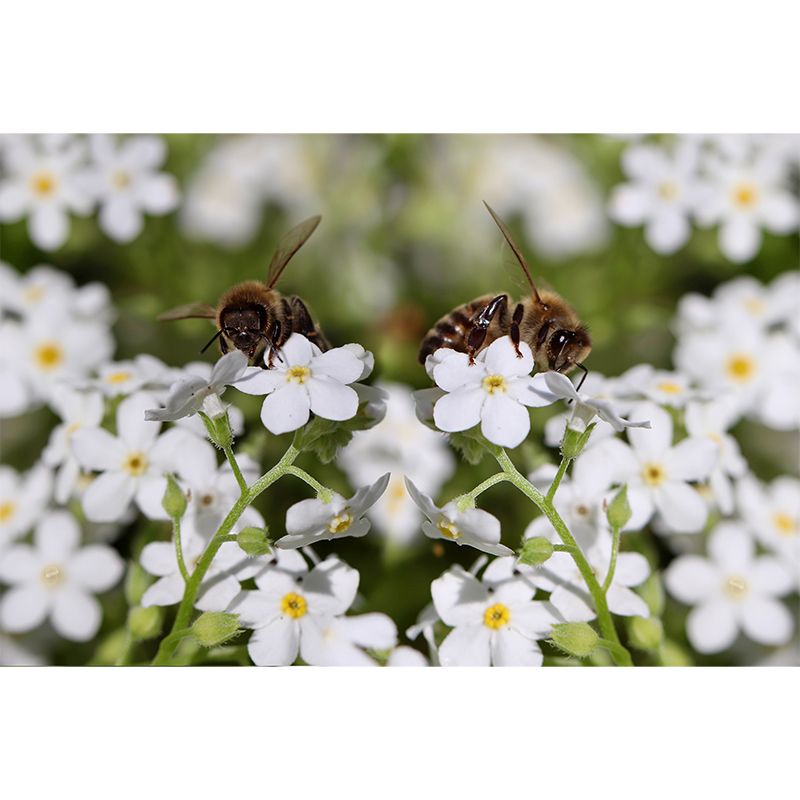 Forget Me Not Mural Personalized Size Wall Covering for Sleeping Room