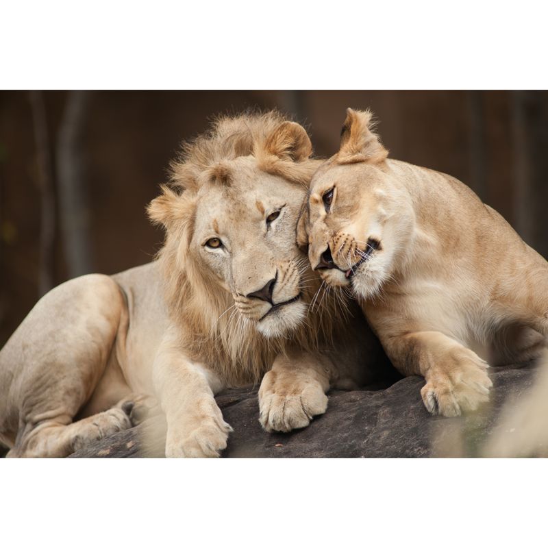 Brown Lover Lion Wallpaper Mural Waterproofing Wall Art for Living Room, Made to Measure