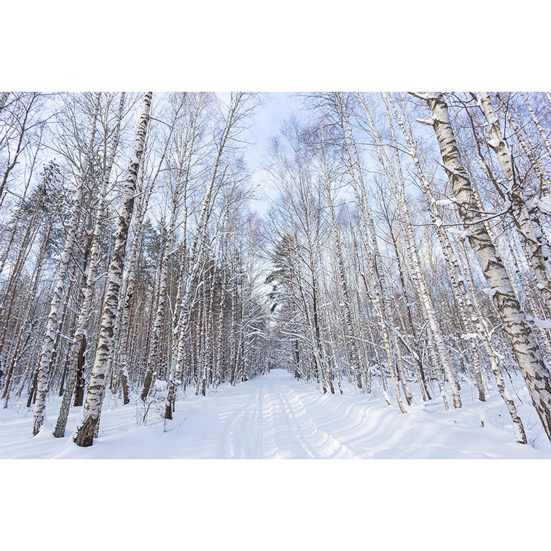 Photography Forest Mural Wallpaper for Room Wall Covering in Soft Color