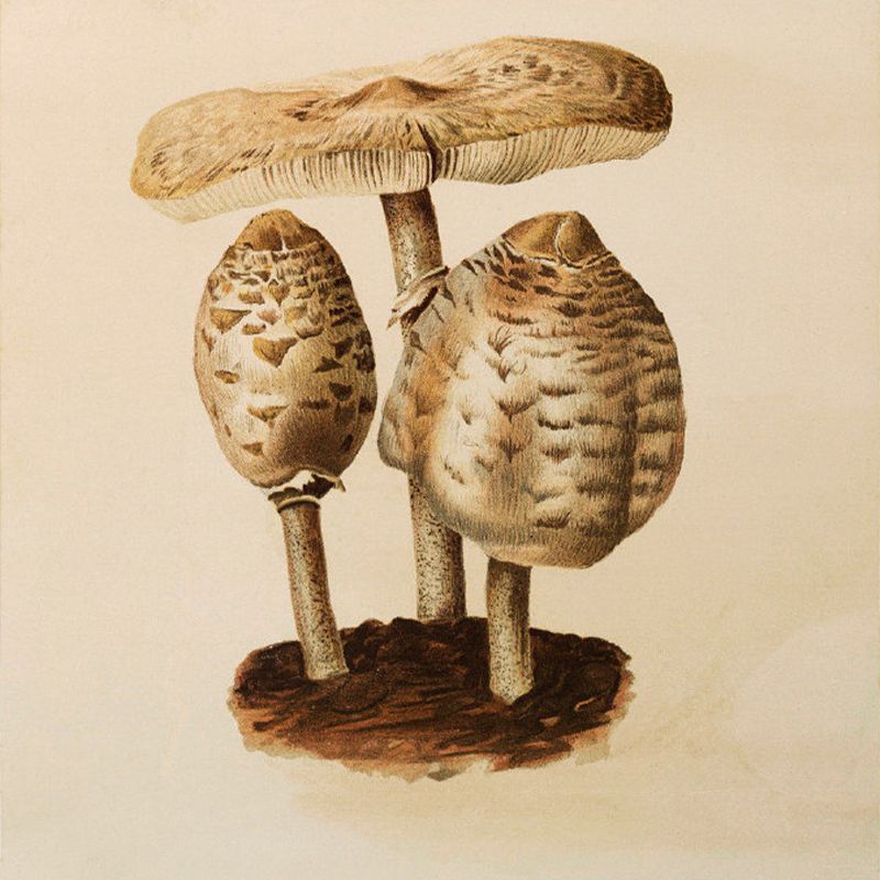 Big Button Mushroom Mural Wallpaper Decorative Contemporary Dining Room Wall Art