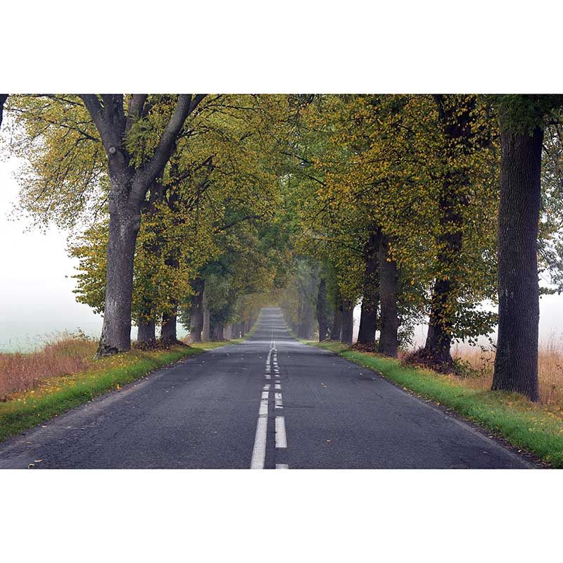 Forest Tree Wall Mural Wallpaper for Reading Room Bedroom, Made to Measure