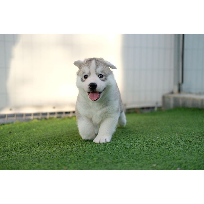 Lovely Husky Mural Wall Decor Living Room Wall Covering for Decoration