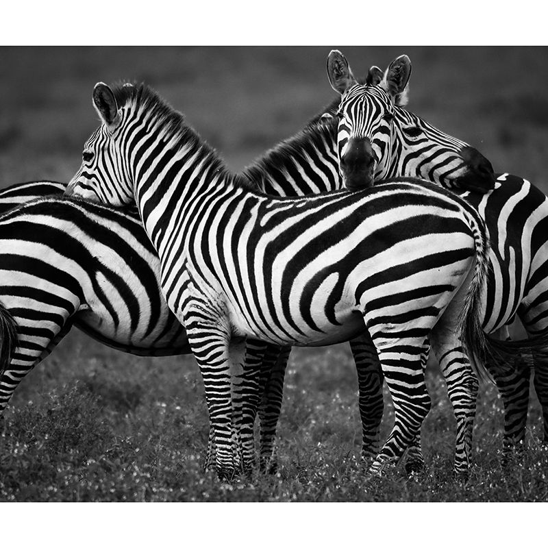 Contemporary Style Wild Animal Mural Mildew Resistant Bedroom Wall Covering